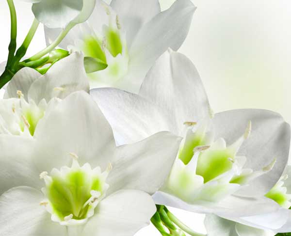 وب سایت عروسی دات کام | 